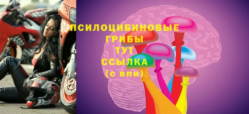 Псилоцибиновые грибы Cubensis  магазин    Серов 